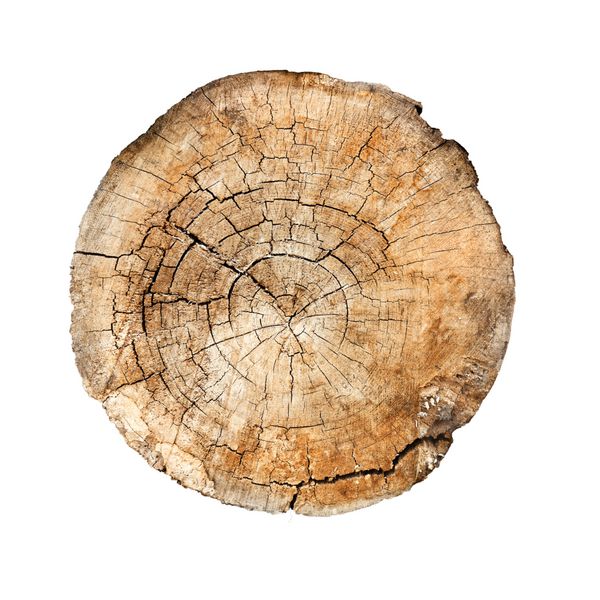 پس‌زمینه درخت چوب خشن قدیمی با شکاف‌ها و حلقه‌هایی که در مقطعی از چوب‌های جدا شده روی سفید بریده شده‌اند