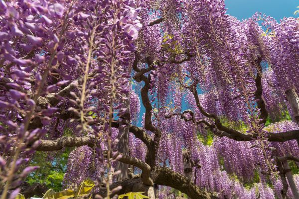 ویستریا با آسمان آبی گل های بنفش پر شکوفه