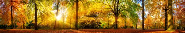 پانورامای بسیار وسیع از جنگلی زیبا در پاییز منظره ای خوش منظره با آفتاب گرم دلپذیر