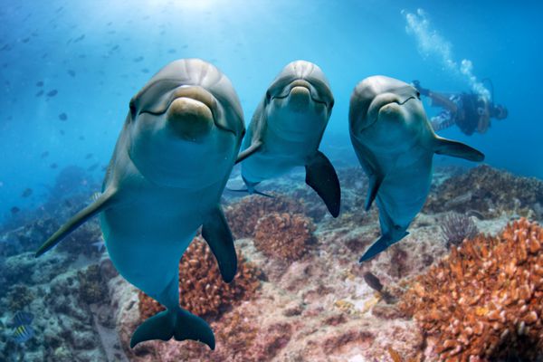 پرتره دلفین از جزئیات چشم در حالی که از اقیانوس به شما نگاه می کند