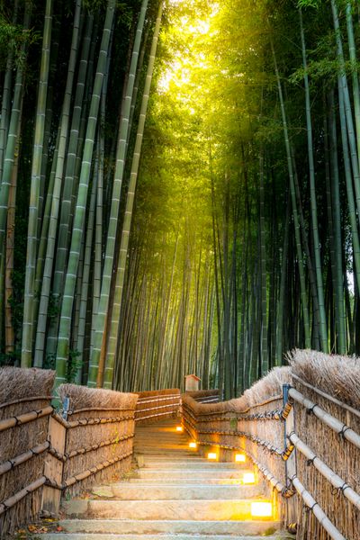 جنگل بامبو آراشیاما در کیوتو ژاپن