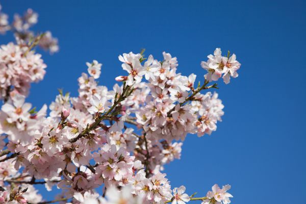 درخت بادام با شکوفه کامل در بهار از نزدیک