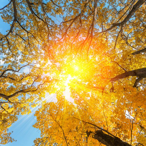 برگ های پاییزی با پس زمینه آسمان آبی شاخه های پاییزی در یک چوب