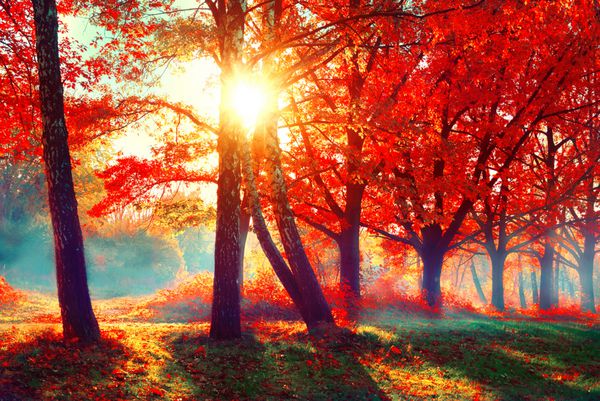 فصل پاييز صحنه سقوط پارک زیبای پاییزی زیبایی صحنه طبیعت چشم انداز پاییزی درختان و برگ ها جنگل مه آلود در پرتوهای نور خورشید