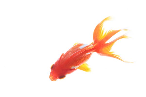ماهی قرمز ژاپن
