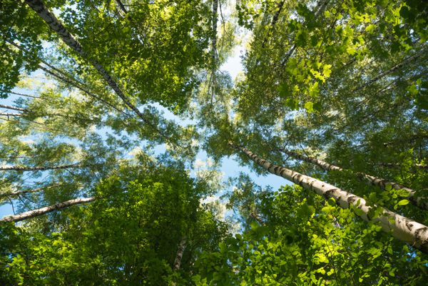 نگاه کردن به جنگل - پس زمینه انتزاعی طبیعت شاخه های درخت سبز