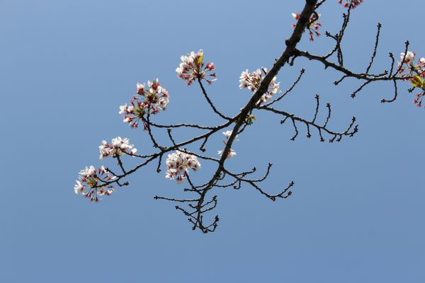 شکوفه های زیبای گیلاس سفید ژاپنی در کیوتو ژاپن