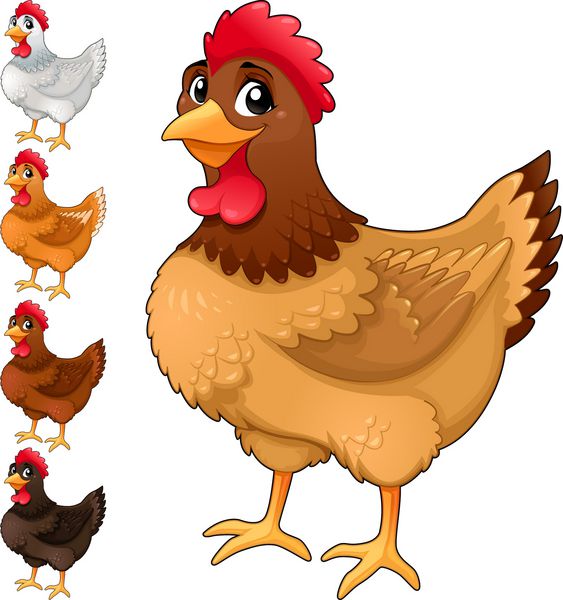 گروهی از مرغ های بامزه در رنگ های مختلف وکتور کارتونی حیوانات جدا شده