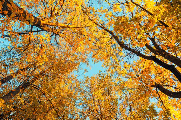 بالای درختان نارنجی پاییزی در برابر آسمان آبی چشم انداز طبیعی پاییزی