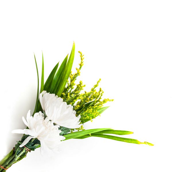هدیه گل سفید دین بودایی در زمینه سفید