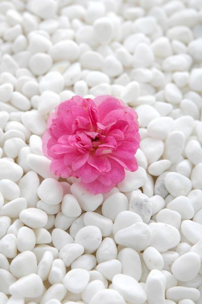 گل صورتی و توده ای از سنگ های سفید