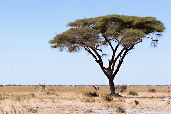 درخت اقاقیا در بوتسوانا جاده باتلاقی ساووت