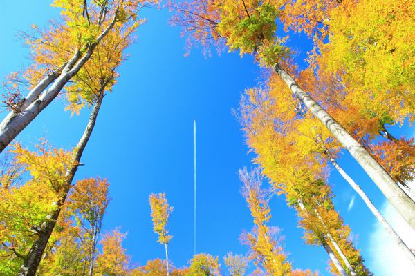 مسیر هواپیما در آسمان آبی قاب شده توسط جنگل رنگارنگ پاییزی