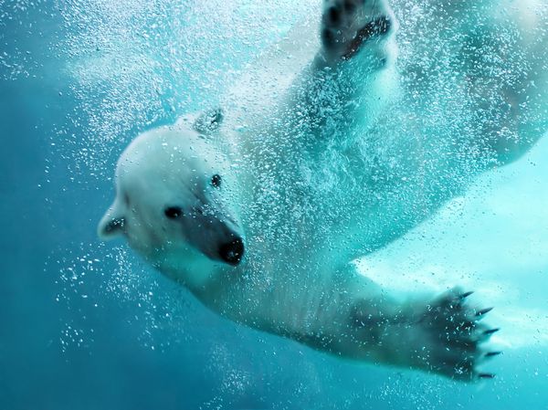حمله خرس قطبی به زیر آب با جزئیات ضربه کامل پنجه که پنجه های کشیده انگشتان تاردار و تعداد زیادی حباب را نشان می دهد - خرس به دوربین نگاه می کند