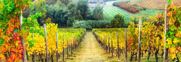 ردیف های طلایی تاکستان منظره پاییزی ایتالیا