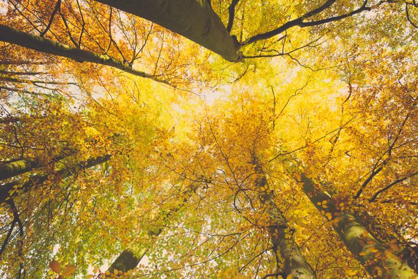 مفهوم فصل پاییز نگاه کردن به جنگل درختان با زاویه باز طبیعت در پارک