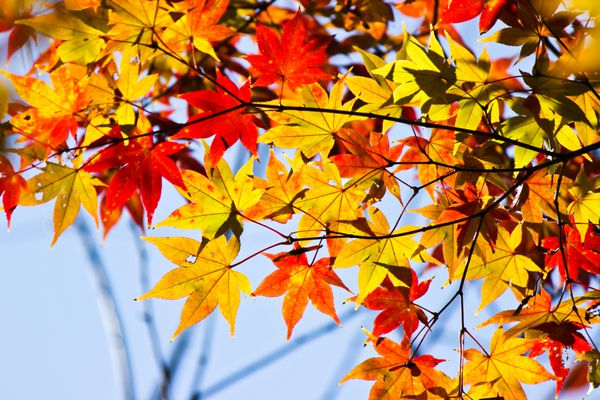 برگ های رنگارنگ پاییزی با آسمان آبی ژاپن