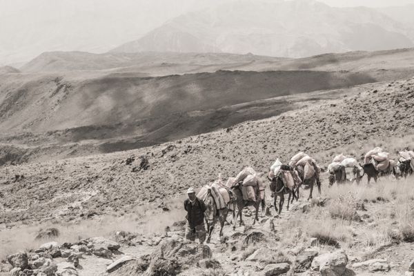 کوه دماوند ایران - 13 مهر 1395 کوه دماوند - بلندترین قله ایران مردی که به سمت بالا می رود هدایت کاروانی از اسب ها در ارتفاع 4000 متری ایران در تاریخ 4 اکتبر 2016