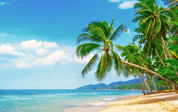 ساحل زیبا نمایی از ساحل استوایی زیبا با نخل های اطراف مفهوم تعطیلات و تعطیلات ساحل گرمسیری