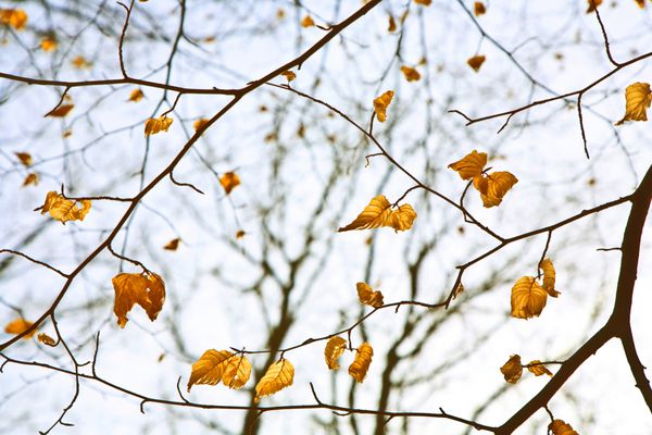 تاج های درخت بهاری با برگ های قدیمی در آسمان آبی عمیق