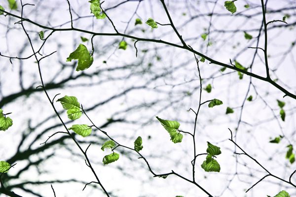 تاج های درخت بهاری با برگ های قدیمی در آسمان آبی عمیق