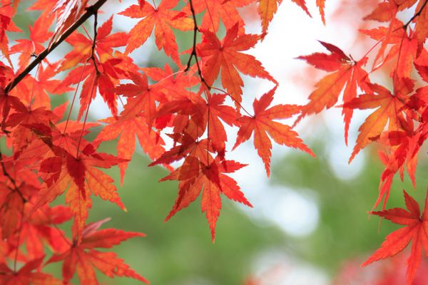 نوامبر 2016 تمرکز پس زمینه برگ های افرا پاییز در ژاپن