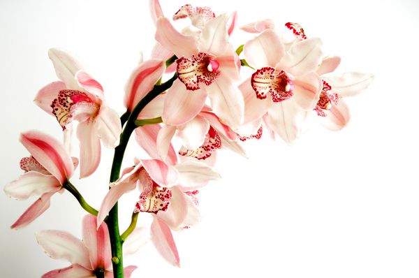 دسته گل ارکیده صورتی phalaenopsis در زمینه سفید