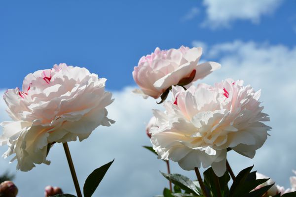 گلهای گل صد تومانی صورتی-سفید رنگارنگ و ظریف شکوفه در آسمان