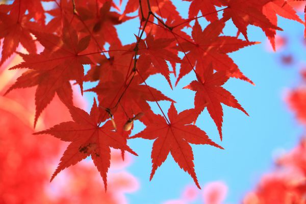 ترک شگفت انگیز افرا قرمز در پاییز در معبد توفوکجی کیوتو ژاپن