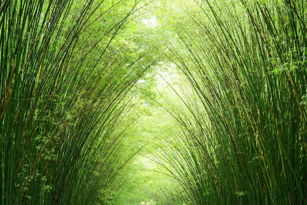 احیای تونل بامبو برای توسعه پایدار افزودن ازن به جهان