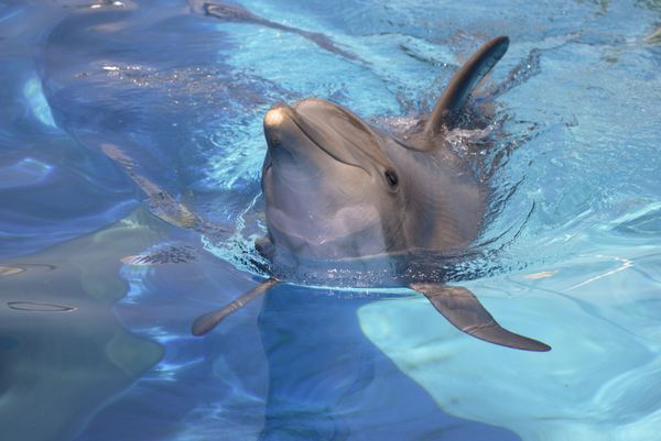 دلفین بینی بطری نزدیک tursiops truncatus در حال شنا در آب آبی