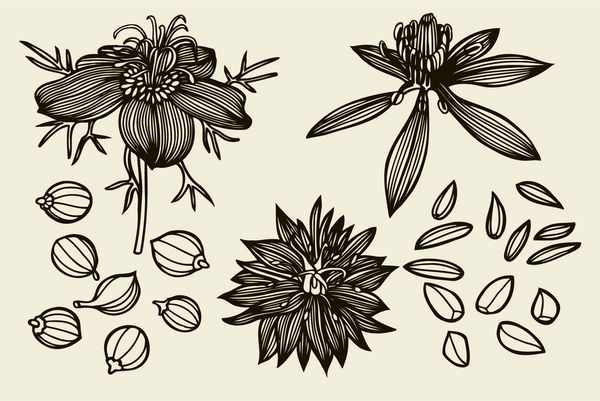 مجموعه طرحی از گل و برگ سیاهدانه جدا شده در زمینه سفید گلهای طرح کلی عنصری برای طراحی هستند خطوط کانتور کشیده شده با دست وکتور
