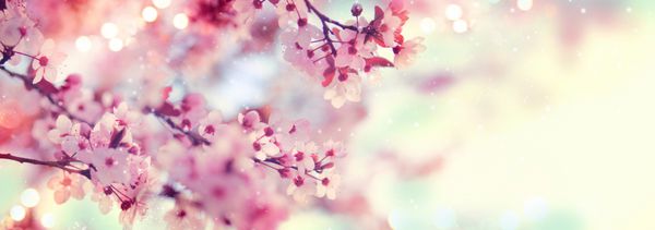 حاشیه بهاری یا هنر پس زمینه با شکوفه صورتی منظره زیبای طبیعت با درخت شکوفه و شعله خورشید روز آفتابی عید پاک گل های بهاری پس زمینه تار انتزاعی باغ زیبا فصل بهار