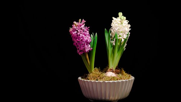 Hyacinthus orientalis سنبل معمولی سنبل باغی یا سنبل هلندی یک گیاه گلدار علفی و چند ساله است