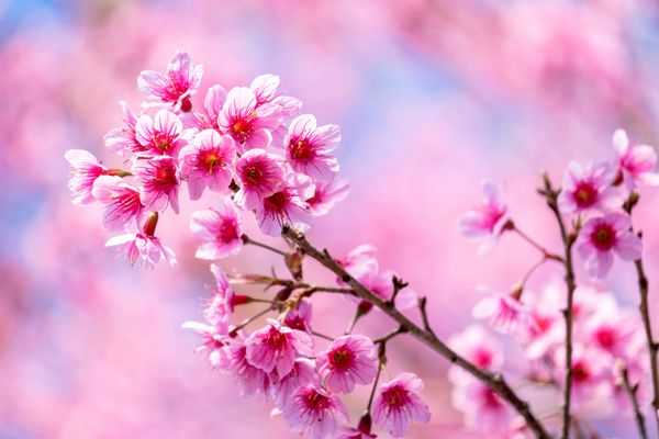 شکوفه های گیلاس بهاری گل های صورتی