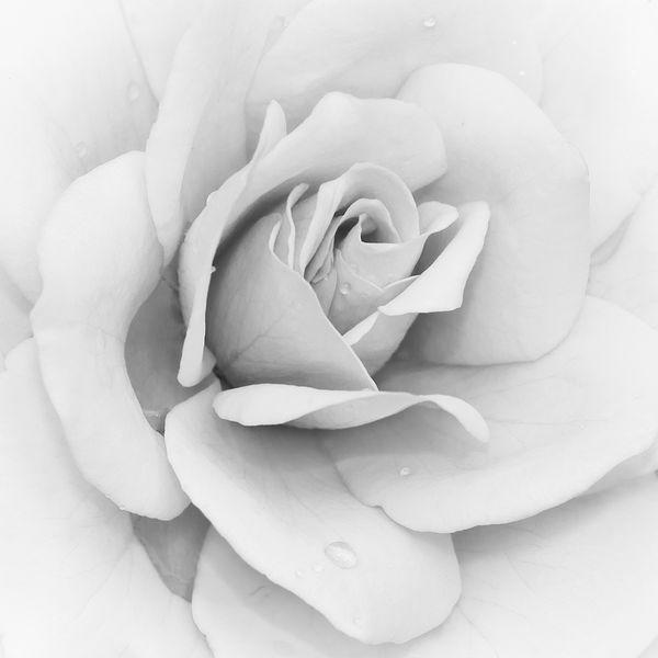 گل رز کوه یخ رزا - فلوریبوندا در سفید سیاه