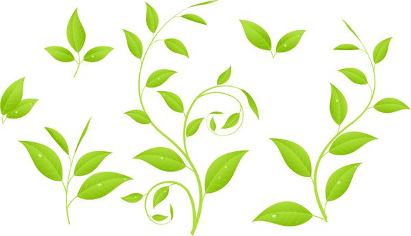 مجموعه ای از گیاهان مختلف سبز نهال های جوان تصاویر وکتور جدا شده بر روی سفید