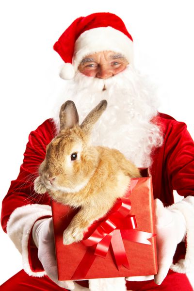 بابا نوئل خوشحال که جعبه کادویی در دست دارد با خرگوش ناز