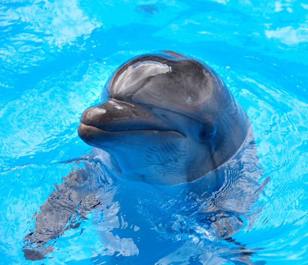 دلفین شاد در آب آبی