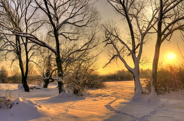 غروب زیبای زمستان با درختان در برف