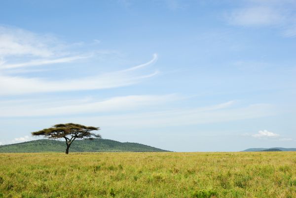 درخت اقاقیا به تنهایی در پارک ملی سرنگتی