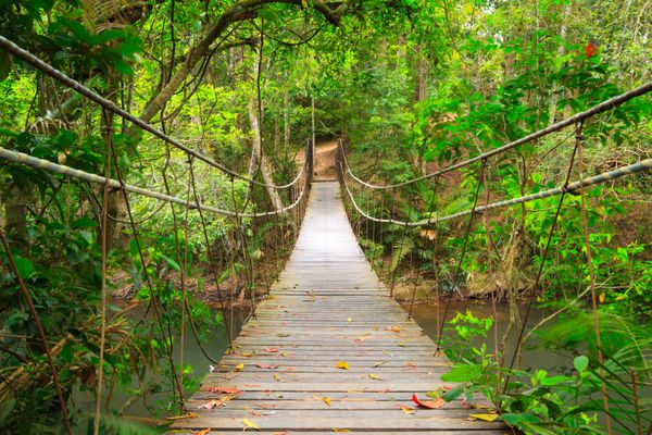 پل به جنگل پارک ملی khao yai تایلند