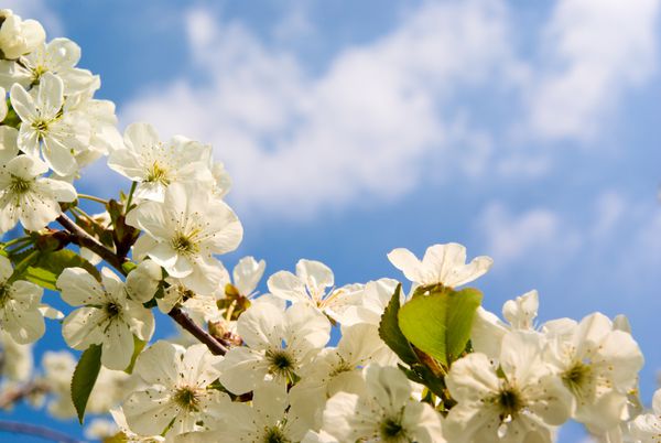 شکوفه گل های درخت گیلاس در پس زمینه بهار