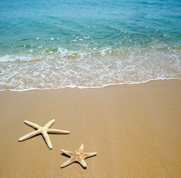 ستاره دریایی روی شن و ماسه ساحل