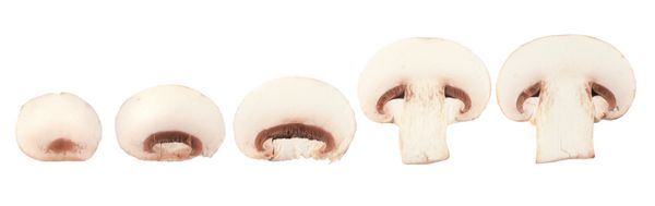 قارچ شامپینیون روی زمینه سفید