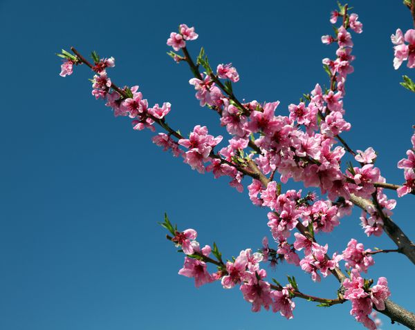 درختان صورتی شکوفه در آسمان آبی