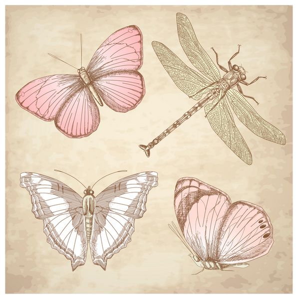 مجموعه پروانه های قدیمی