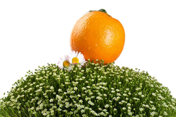 پرتقال تازه روی یک چمن سبز جدا شده در پس زمینه سفید