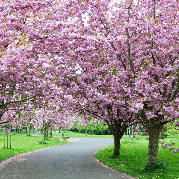 مسیر شکوفه های گیلاس در باغی آرام