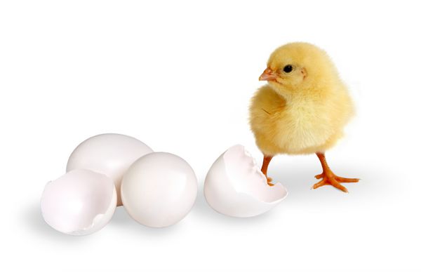 جوجه کوچک زرد کرکی دو تخم مرغ بسته و یک تخم مرغ شکسته